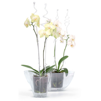 Bar for orchide COUBI ISTC01, 60 cm, transparent