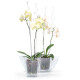 Bar for orchide COUBI ISTC01, 60 cm, transparent