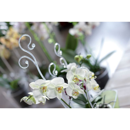 Bar for orchide COUBI ISTC01, 60 cm, transparent
