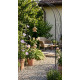 Garden Arch 120x44x219 cm Garden Arch 120x44x219 cm