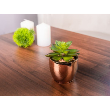 Succulent MagicHome, 12 cm, pods - cements, zelts